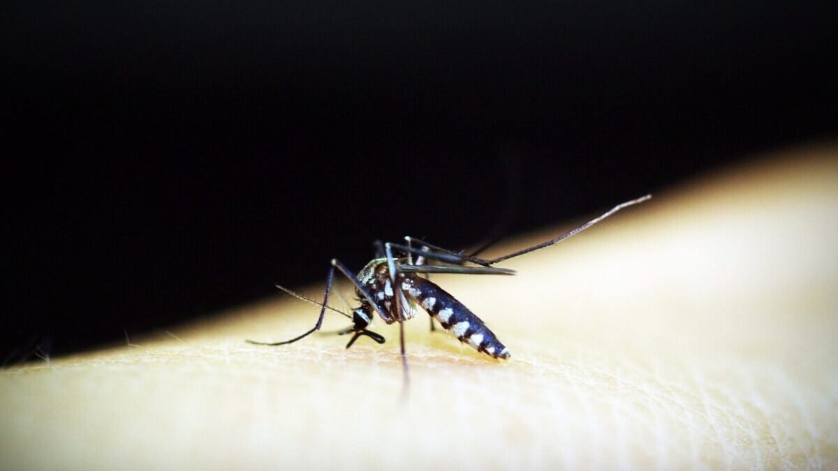 "National Malaria Control Program under NVBDCP"